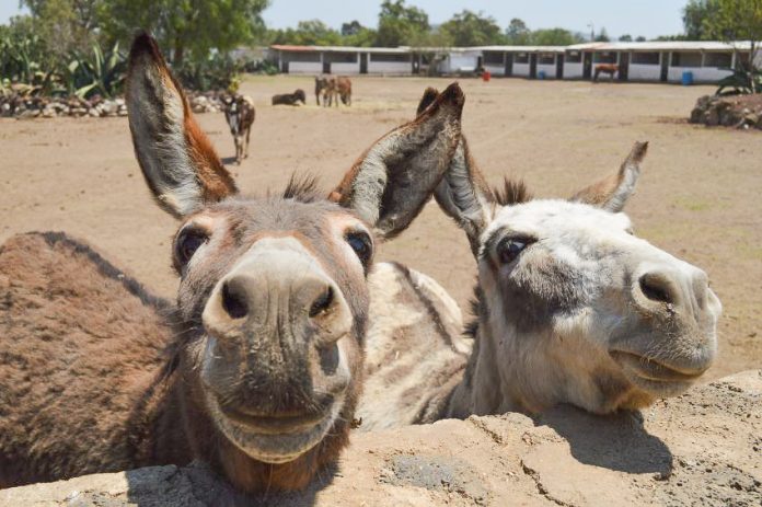 Donkeys living the good life at the Burrolandia sanctuary in Otumba, México state. Most of 57 animals there are rescues.