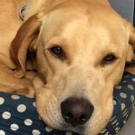 Charlie, a guest and trainee at Club Canino, takes a rest after a session on how to be a good boy.