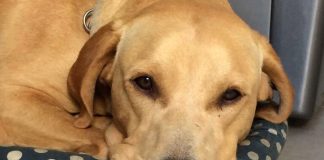 Charlie, a guest and trainee at Club Canino, takes a rest after a session on how to be a good boy.