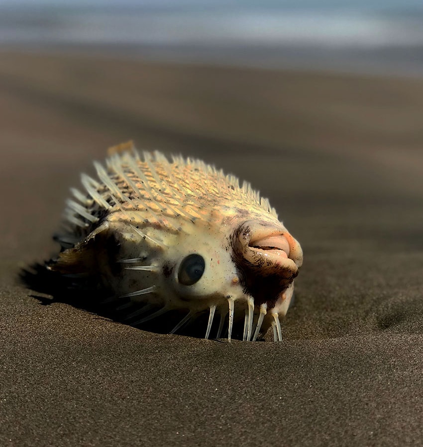 A toxic pufferfish lying on the beach. Its open mouth shows the plates that substitute for teeth.