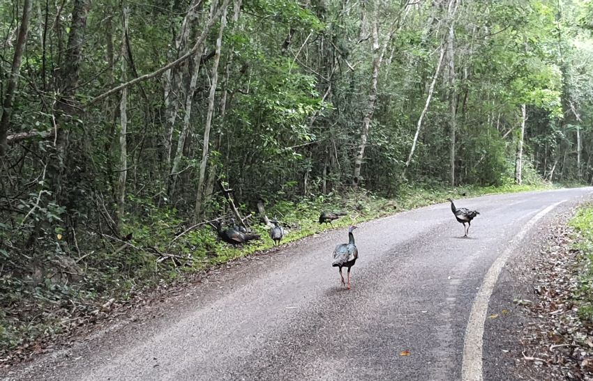 The site is 60 kilometers from Highway 186, through the jungles and much wildlife, notably ocellated turkeys.