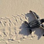 A baby leatherback sea turtle.