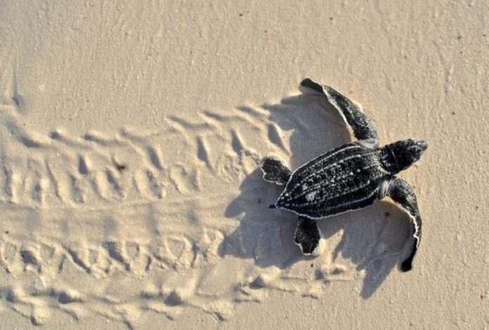 A baby leatherback sea turtle.