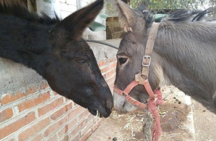 A bonding moment between Burrolandia's residents.