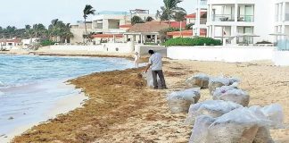 Brigade worker clears sargassum from a Quintana Roo beach.