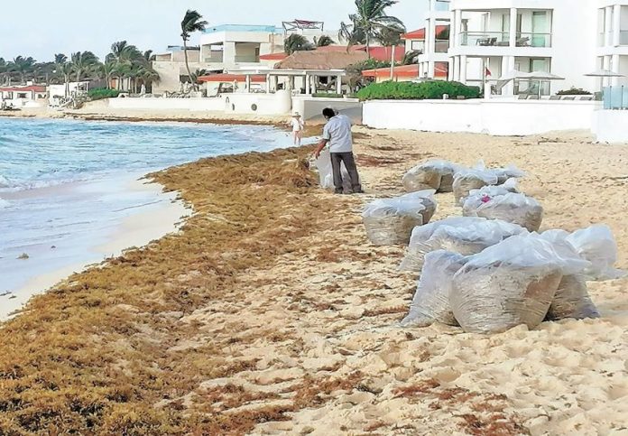 Brigade worker clears sargassum from a Quintana Roo beach.