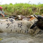 A farmer along the Usumacinta River moves his cattle.