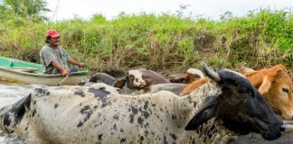 A farmer along the Usumacinta River moves his cattle.