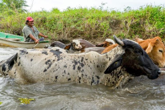 A farmer along the Usumacinta River moves his cattle.