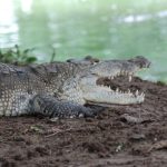 The writer had a simple idea to bring this and other Mexican crocodiles to television fame, but the execution of said idea was harder than expected.