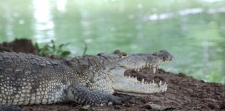 The writer had a simple idea to bring this and other Mexican crocodiles to television fame, but the execution of said idea was harder than expected.