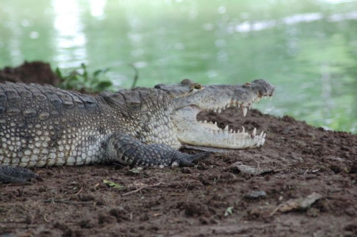 The writer had a simple idea to bring this and other Mexican crocodiles to television fame, but the execution of said idea was harder than expected.
