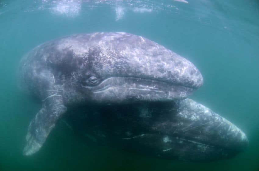 Grey whale and her calf.