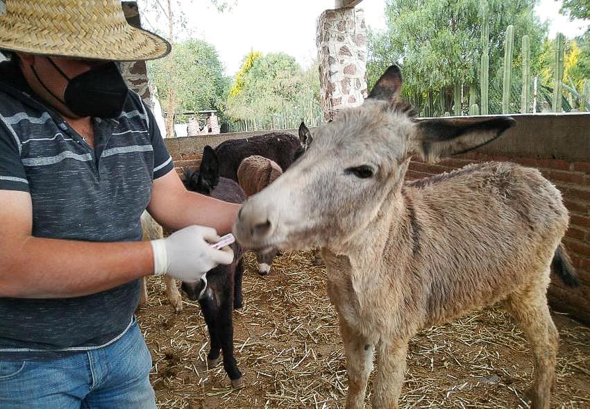 Checking on the donkeys at Burrolandia.