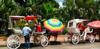 Horse-drawn carriages in the Yucatán capital.