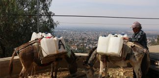 Donkeys deliver water in Mexico City.