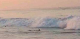 A shark's fin caught on camera in Mazunte this week.