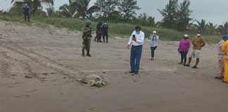 A turtle arrived on the beach while tar was being removed.