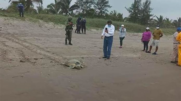 A turtle arrived on the beach while tar was being removed.