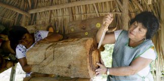 Leydi Pech What Happened to the Bees?