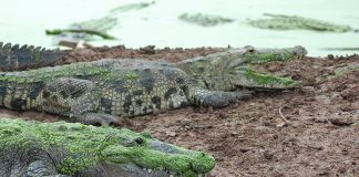 The objects of the writer's reptilian quest.