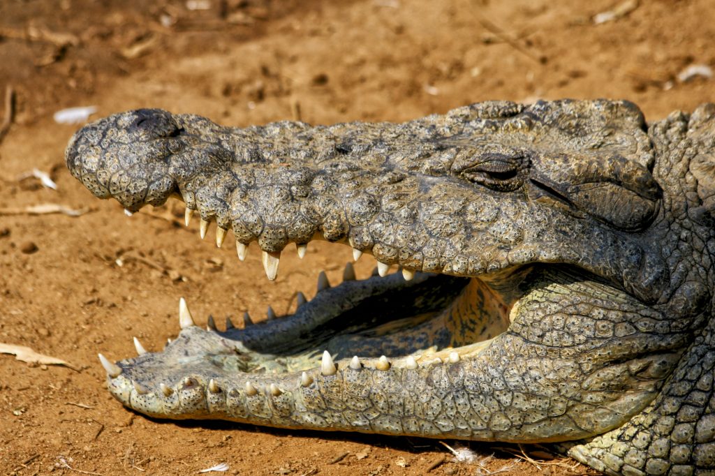 The biggest downside to making a TV show about crocodiles: the smell