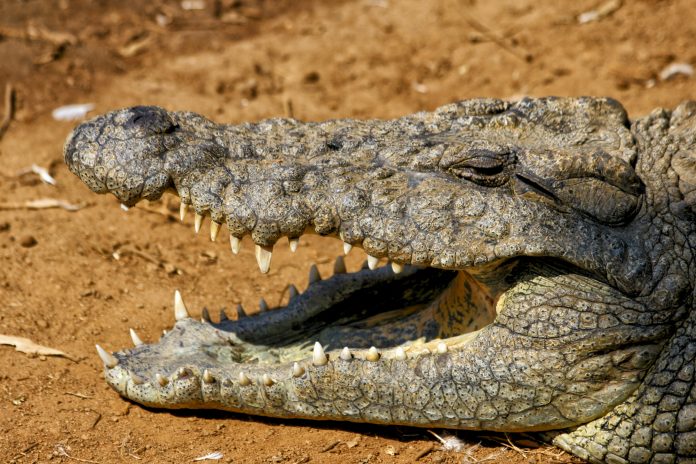 mexican crocodile