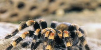 Mexican tarantula