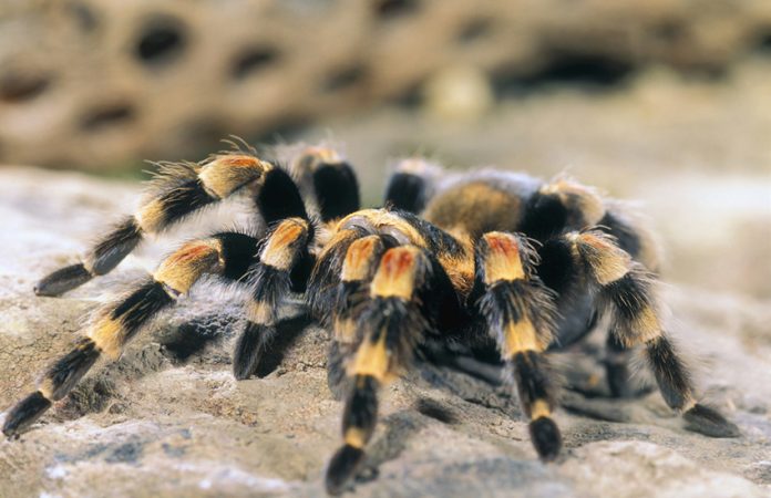 Mexican tarantula
