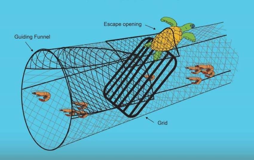 Excluder devices attached to shrimping nets allow an inadvertently captured sea turtle to escape.