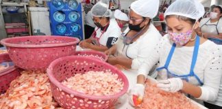 Fishing industry workers peeling shrimp in Tampico.