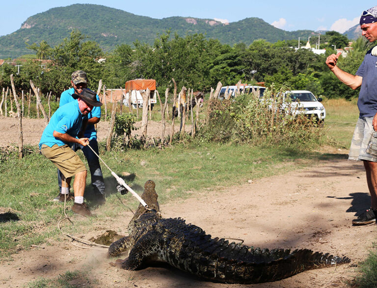 Crocodiles turn out to be much easier to wrangle than fame-hungry locals Crocodiles turn out to be much easier to wrangle than fame-hungry locals