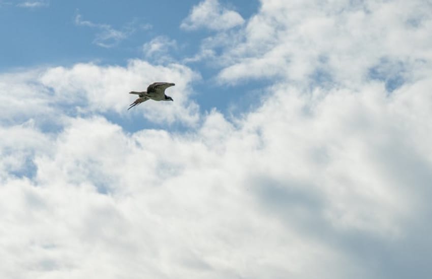 Osprey in Tabasco