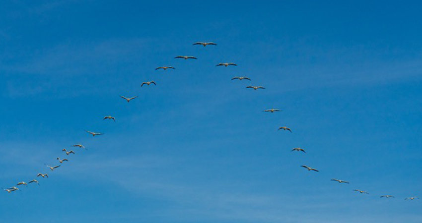 wood storks at Pantanos de Centla, Tabasco