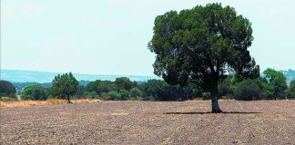 Dry conditions in Puebla.