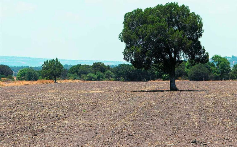 Farmers plead for federal government support as drought takes its toll Farmers plead for federal government support as drought takes its toll