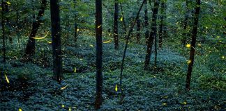 Fireflies at the Santuario de las Luciérnagas.