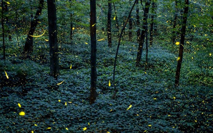Fireflies at the Santuario de las Luciérnagas.