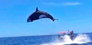 An orca makes an impressive leap after striking a dolphin.