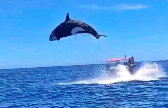 An orca makes an impressive leap after striking a dolphin.