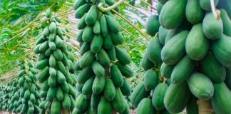 papaya plants