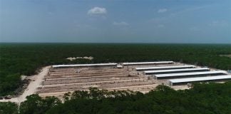 The industrial hog farm in Homún, Yucatán.