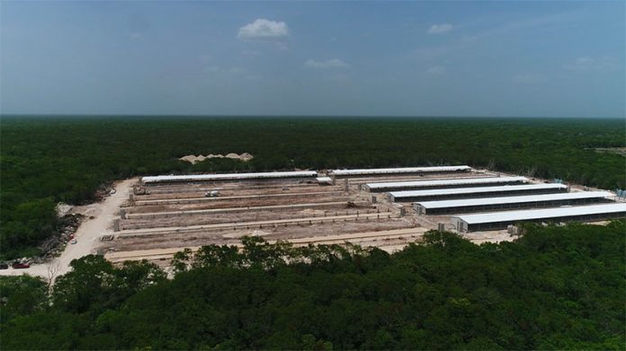The industrial hog farm in Homún, Yucatán.