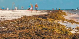26 beaches have at least abundant quantities of sargassum.