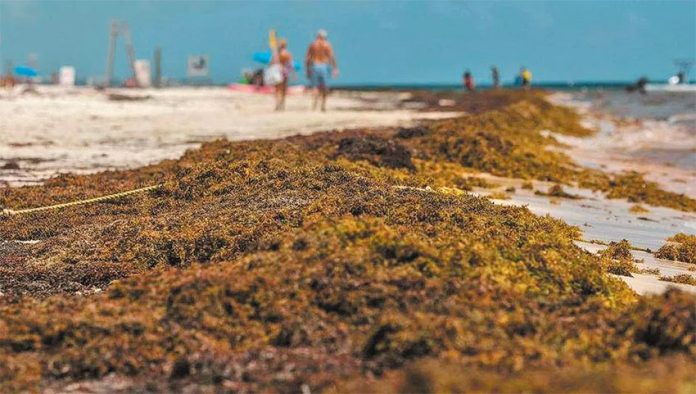 26 beaches have at least abundant quantities of sargassum.