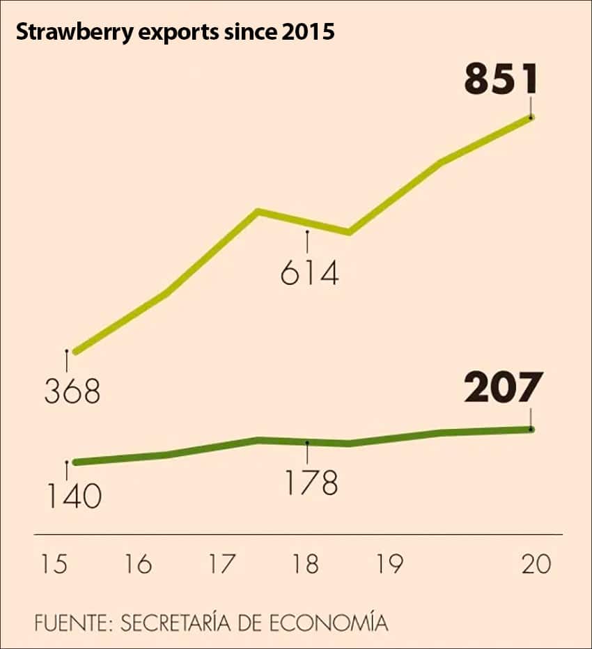 strawberry exports