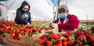 farmworkers and strawberries