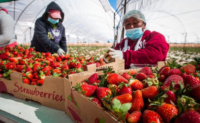 farmworkers and strawberries