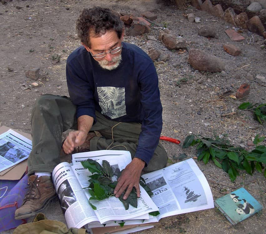 Botanist Miguel Cházaro pressing plants between newspaper