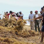 Brigades collect sargassum from Playa Marlin in Cancún